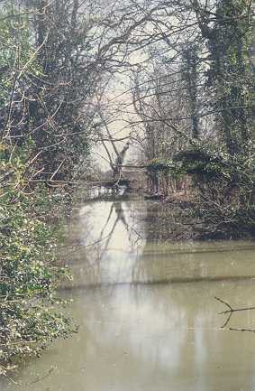 Bindon Abbey, fishponds or water garden